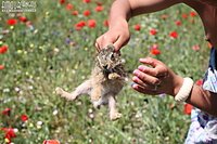 Fascinating hairy free erotic pussy pics